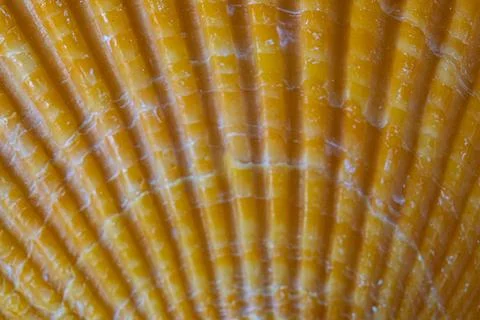Close-up macro image of a yellow seashell surface showing detailed ribbed t.. Stock Photos