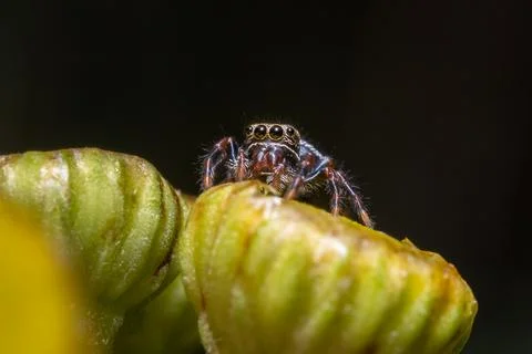 Close-Up Macro of Jumping Spider on Yellow Buds Stock Photos