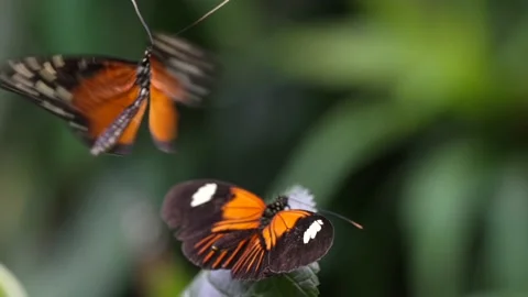 Close up macro jungle butterfly hovering above other butterfly slow motion Stock Footage 211227577