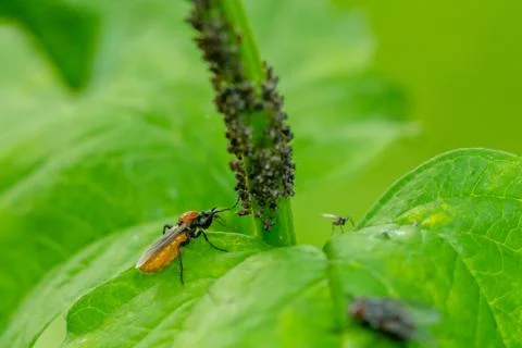 Close up macro of large amount of small black insects  on green plant branch Stock Photos