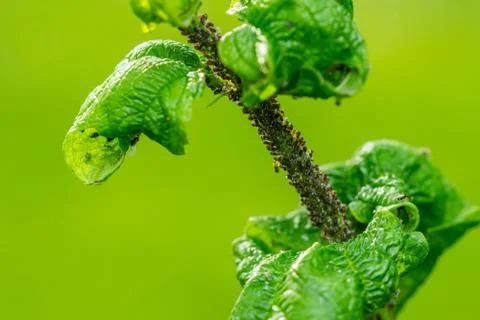 Close up macro of large amount of small black insects  on green plant branch Stock Photos