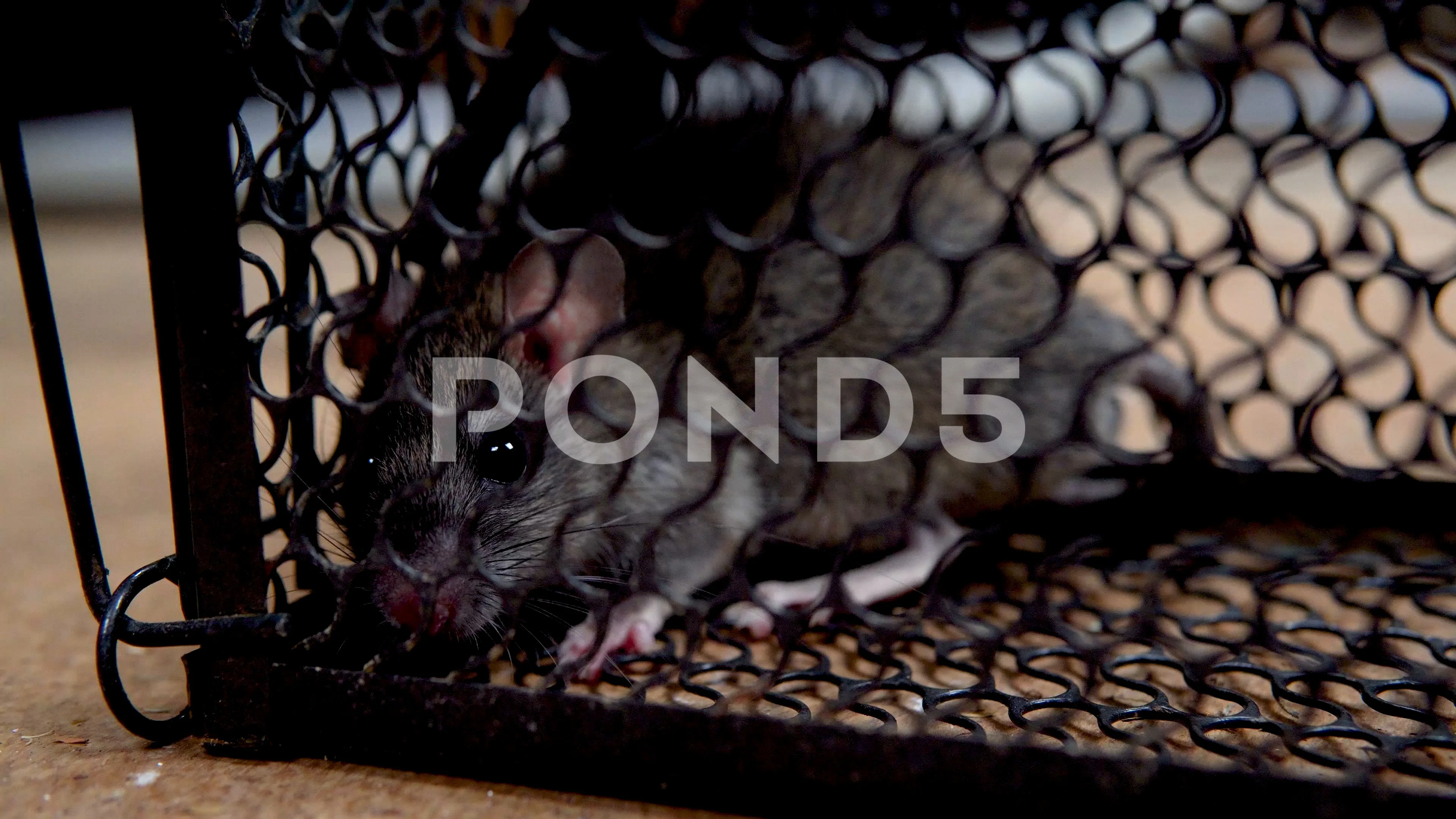 Closeup of rat mouse caught in rat trap cage Stock Photo