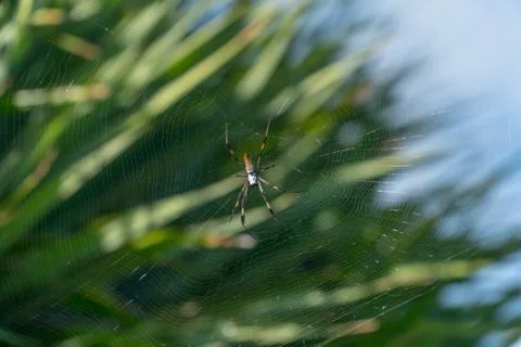 Close up macro of large spider on spun web with tropical plant background Stock Photos