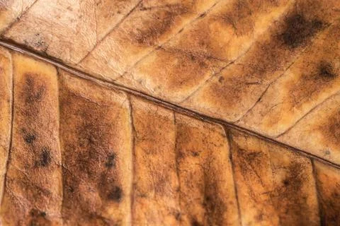 Close up macro leaf texture Stock Photos