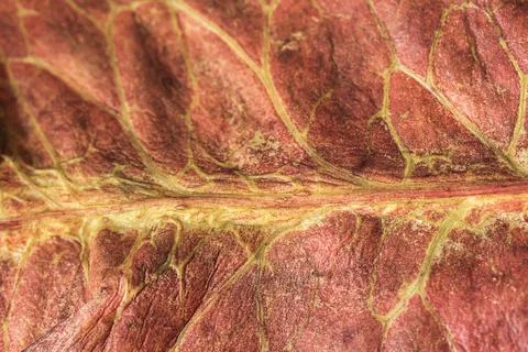 Close up macro leaf texture Stock Photos