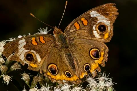 Close up macro lens image of a common buckeye butterfly (junonia coenia) Stock Photos