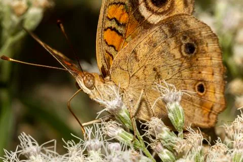 Close up macro lens image of a common buckeye butterfly (junonia coenia) Stock Photos