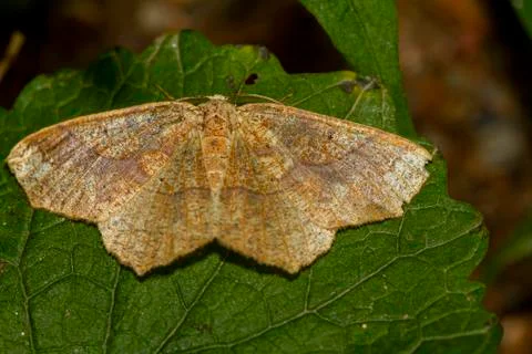Close up macro lens image of a light brown, beige colored moth resting with o Stock Photos