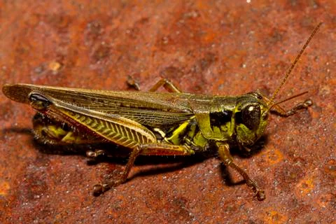 A close up macro lens image of a red legged grasshopper (Melanoplus femurrubrum) Stock Photos