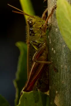 A close up macro lens image of a red legged grasshopper (Melanoplus femurrubrum) Stock-Fotos