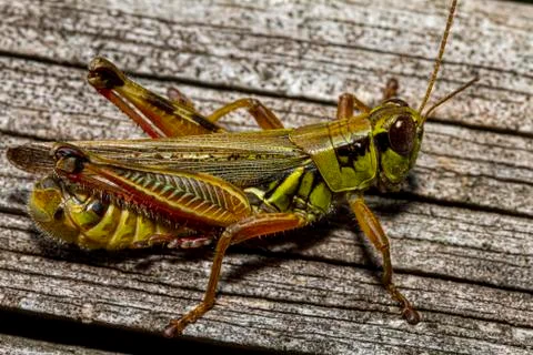 A close up macro lens image of a red legged grasshopper (Melanoplus femurrubrum) Stock-Fotos
