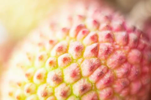 Close-up macro of lychee tropical fruit skin Stock Photos