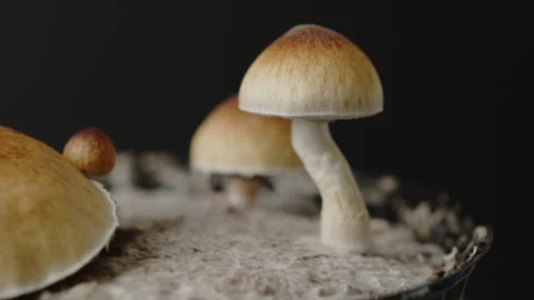 Close up macro magic mushrooms golden teacher cubensis psilocybin psilocin Stock Footage 274560404