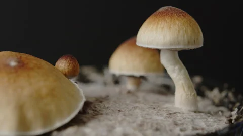 Close up macro magic mushrooms golden teacher cubensis psilocybin psilocin Stock Footage 274560883