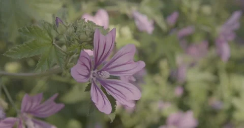 Close up macro of a mallow flower very beautiful scene Video stock 134878969