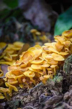 Close-up macro of many beautiful yellow mushrooms growing on forest ground in Stock Photos