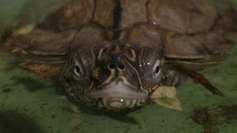Close up macro of map turtle coming out of shell under water Stockbeeldmateriaal 167972383