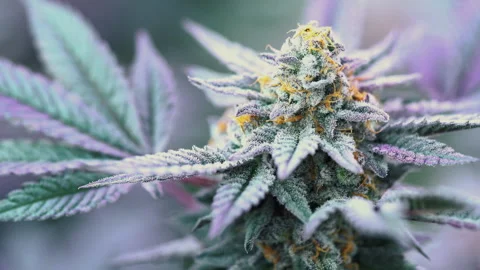 Close-up macro of marijuana flower inside the farm because it grows marijuana Vidéo 241323041