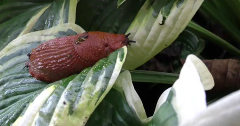 Close-up of a macro mollusk slug sitting on a green leaf of Vídeos de archivo 161160698
