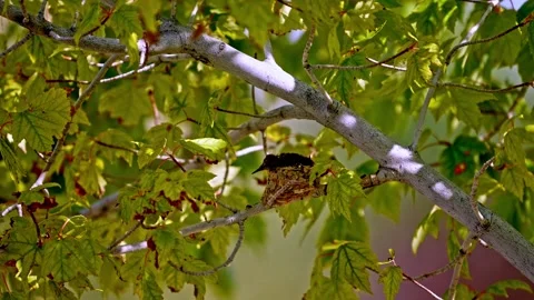 Close-up Macro of Newborn Hummingbirds in Maple Tree Nest on a Breezy Spring Day Stock Footage 342890580