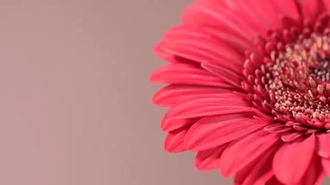 Close-up macro of one coral gerbera swaying in the wind. Soft natural light.. Stock Footage 317314398