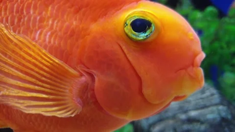 A close-up (macro) of an orange parrotfish, showing scale and eye details. .. Stockbeeldmateriaal 329884197