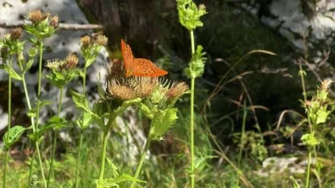 Close-up macro of an orange Silver-washed Fritillary butterfly r 스톡 동영상 344952174