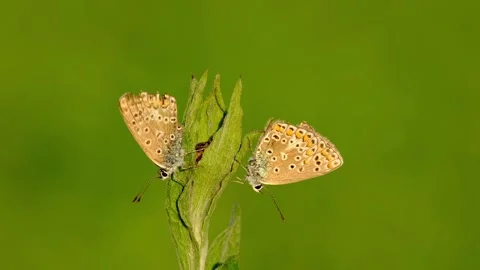 Close-up macro of a pair of Meleager's blue butterflies Stock Footage 315551296
