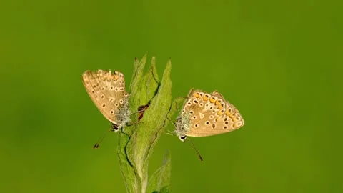 Close-up macro of a pair of Meleager's blue butterflies Stock Footage 315560849