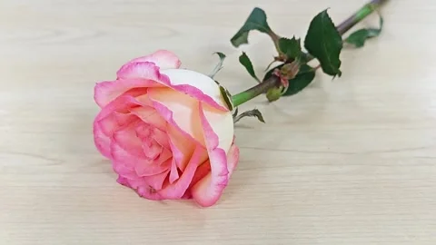 Close-up macro of a pair of pink roses on a light wooden table. Stock Footage 347493702