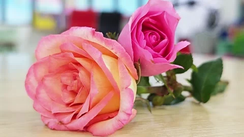 Close-up macro of a pair of pink roses on a light wooden table. 스톡 동영상 347587380