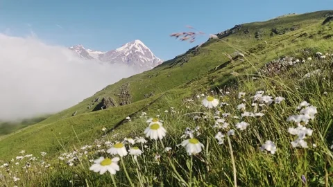 Close up macro panning view wildflowers blooming on green slopes with view .. Stock Footage 311582697