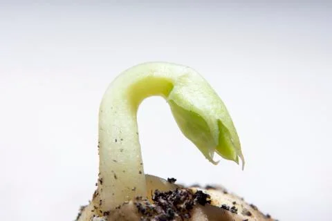 Close up macro of Peas seedling. Stock Photos