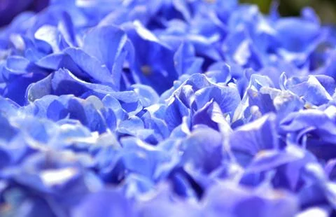 Close-up macro photo of blue/purple hydrangea petals. Stock Photos