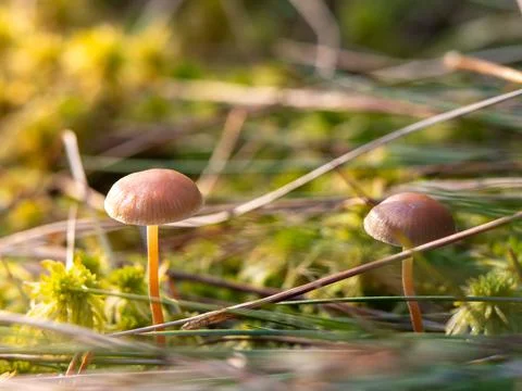 Close-up macro photo of a pair of tiny mycena mushrooms on a forest ground Stock Photos