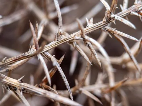 Close up macro photo of a sharp spikes on a dry plant Stock Photos