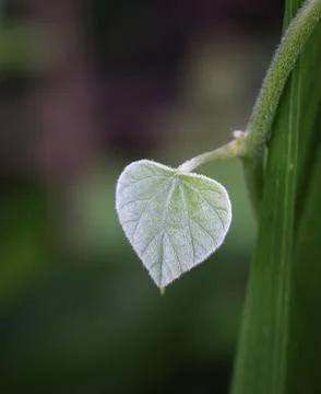 Close up macro photo of a small leaf. Stock Photos