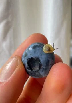 Close up macro photo of a tiny snail crawling on a ripe blueberry held betwee 스톡 사진