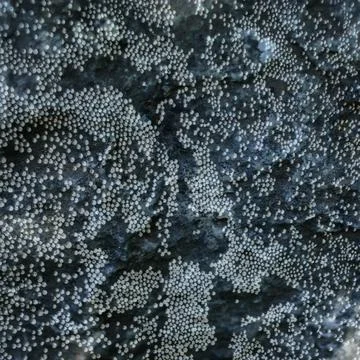 Close-up macro photo of tiny white spherical organisms clustered densely Stock Photos
