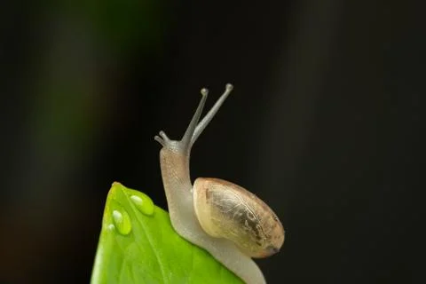 A close-up macro photograph of a land snail crawling on the tip of a fresh gr Stock Photos