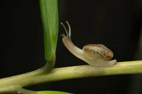 A close-up macro photograph of a land snail crawling on the tip of a fresh gr Stock Photos