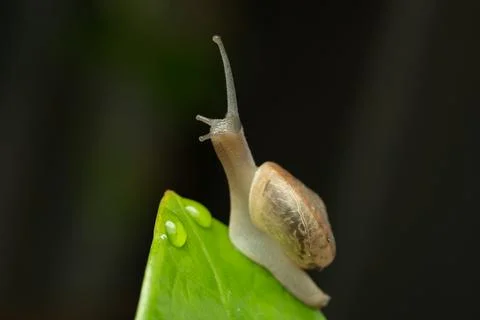 A close-up macro photograph of a land snail crawling on the tip of a fresh gr Stock Photos