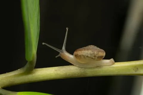 A close-up macro photograph of a land snail crawling on the tip of a fresh gr Stock Photos