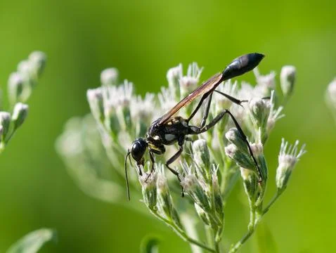 Close-up macro photograph of a thread-waisted wasp Photos