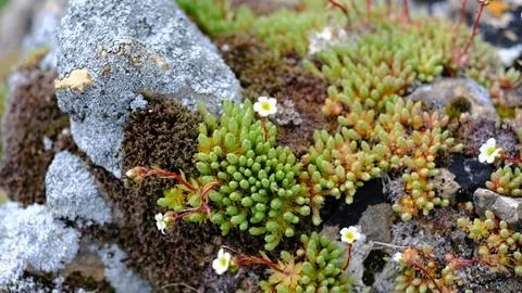 Close-up macro photograph of tiny alpine succulents and moss growing wildly o Fotos Stock