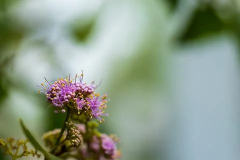 Close-up macro photography of crape myrtle fruit tree with pinkish-purple b.. Fotos Stock