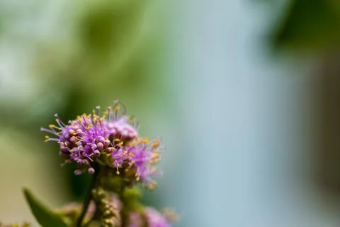 Close-up macro photography of crape myrtle fruit tree with pinkish-purple b.. 스톡 사진