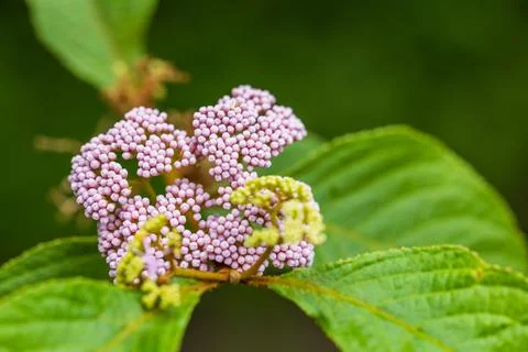 Close-up macro photography of crape myrtle fruit tree with pinkish-purple b.. 스톡 사진