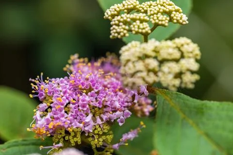 Close-up macro photography of crape myrtle fruit tree with pinkish-purple b.. Fotos Stock