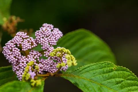 Close-up macro photography of crape myrtle fruit tree with pinkish-purple b.. 스톡 사진